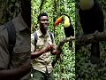 Toucans - YouTube Zoo