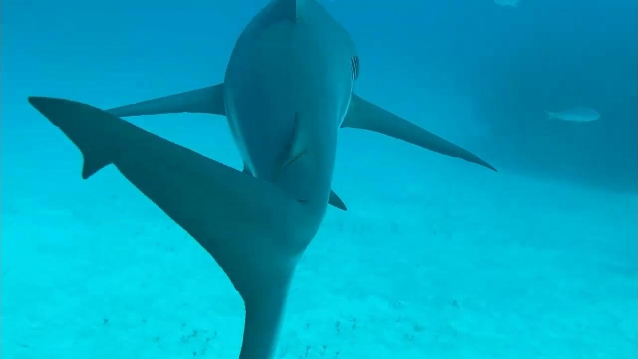 Diving with Sharks in the Bahamas YouTube