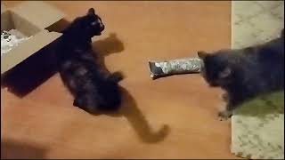 My Cats got a box full of catnip by mail - They turned crazy by Benjamin Tobies 304 views 4 weeks ago 7 minutes, 10 seconds