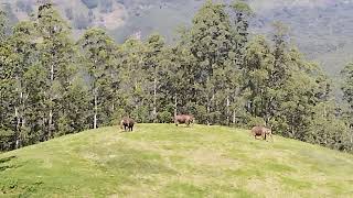 Mattupetty Dam elephants sighting 🥰... MUNNAR#vattavada#route#munnar#munnardays #vattavada