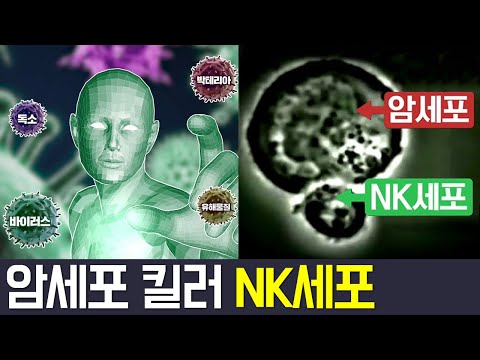 [Balance Of Life] 암, 대비할 수 있다?! 몸속 NK세포를 지켜라! l 나는 몸신이다