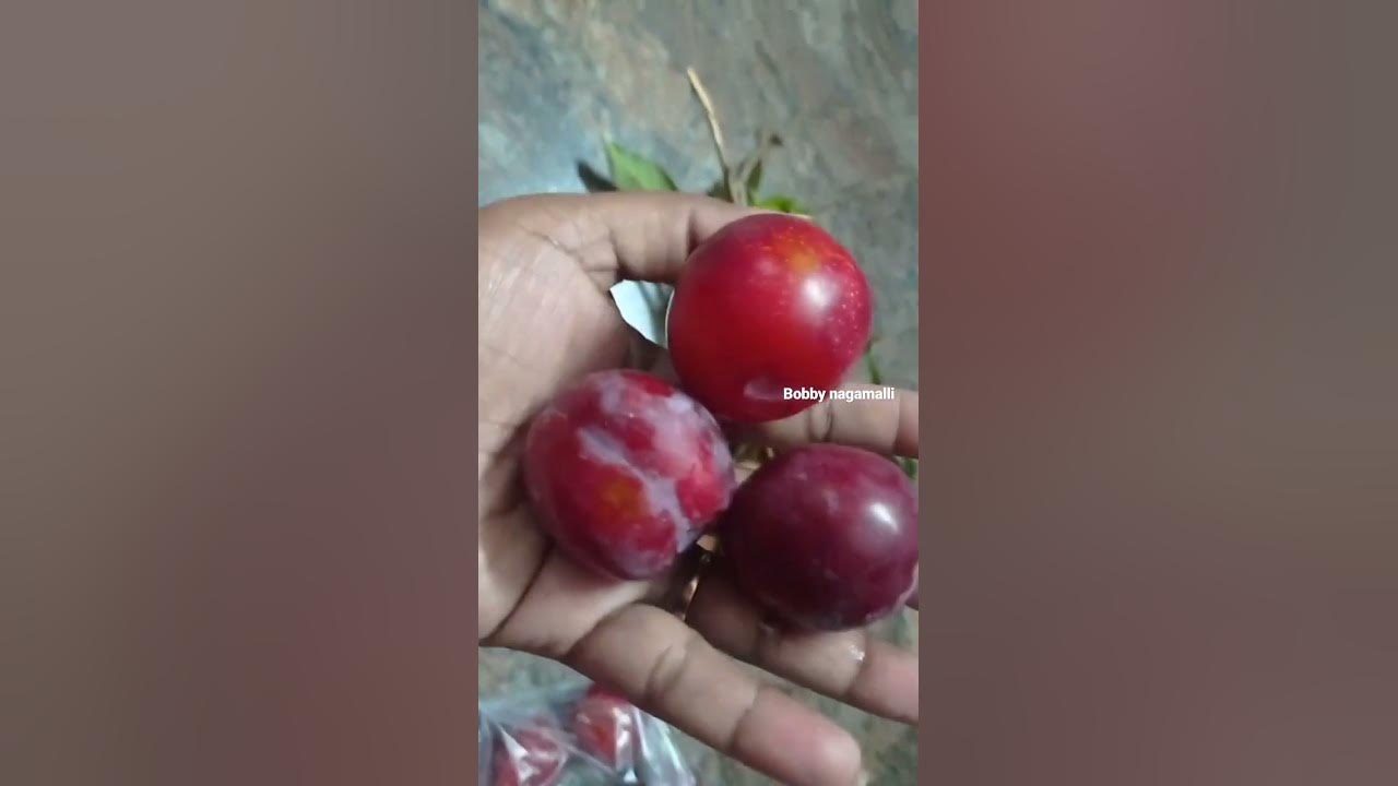 Ooty Apple YouTube ooty-apple-youtube