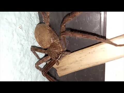 xử lý con nhện khổng lồ trong nhà
