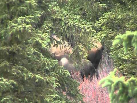 Semester at Star Lake video #6: Alaska pt.2 - Mt. Healy & Denali Bus Tour