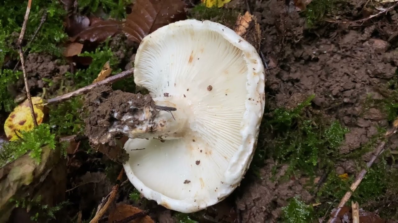 Russula delica, October 23, 2023