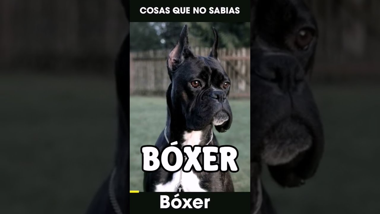 Cosas Que No Sabias De Los Perros Bóxer 