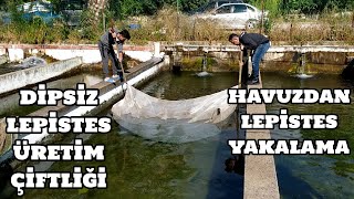 Gezenti Vlog #74 (Dipsiz Lepistes Üretim Çifliği) [Havuzdan Lepistes Yakalama]