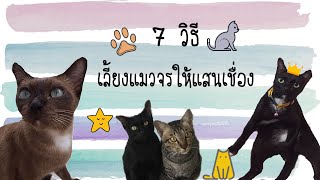 7 วิธีเลี้ยงแมวจรให้แสนเชื่อง🌟