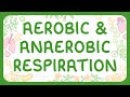 Respiration Quiz