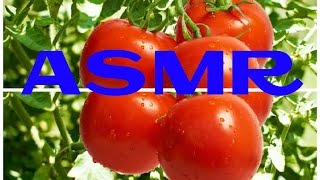 ASMR The benefits and harms of juicy fruits of tomato
