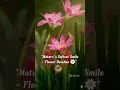 “Nature’s Softest Smile – Flower Paradise 🌼” #nature #travel