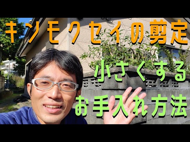 キンモクセイの剪定 できるだけ小さく維持するお手入れ方法 Youtube キンモクセイの剪定 できるだけ小さく維持するお手入れ方法 Youtube