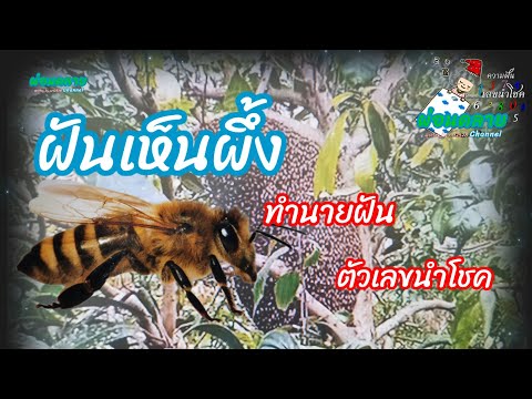 ผลสลากกินแบ่งรัฐบาล วันที่ 1 พย. 2567