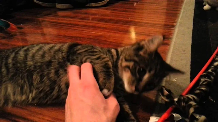Buffkin CH kitty walking