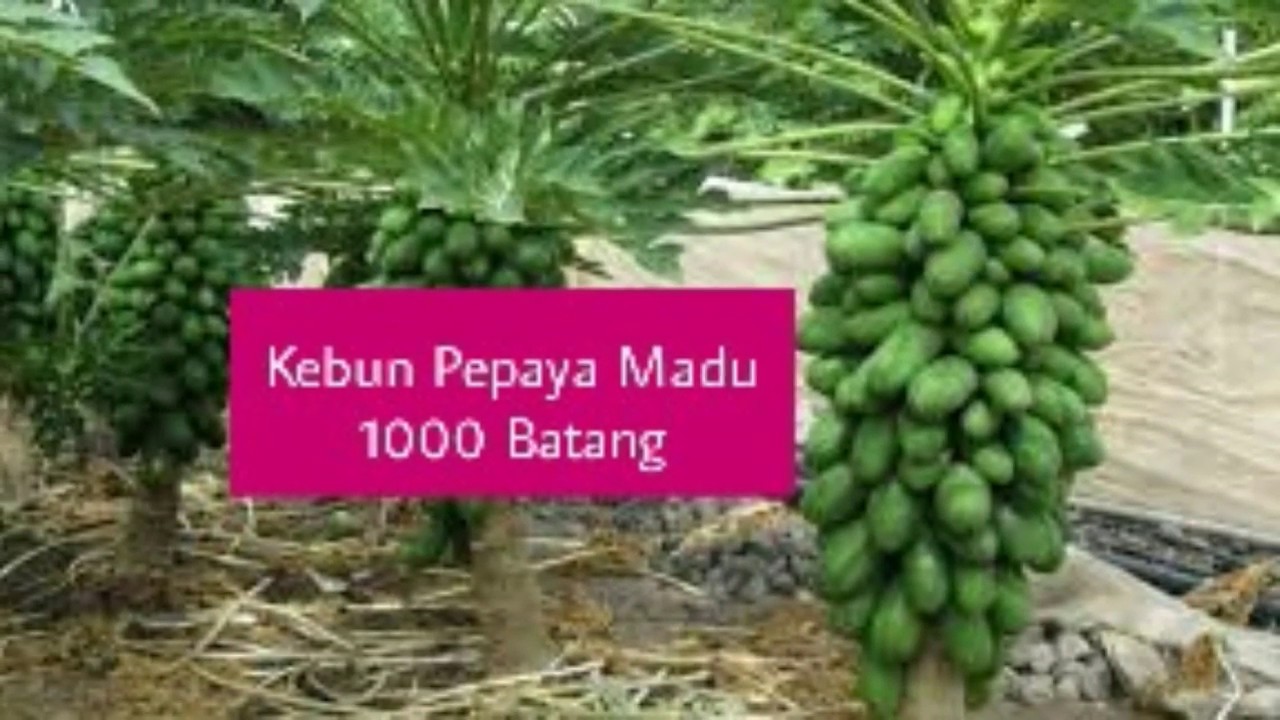 12+ 1000 Mimpi Pepaya