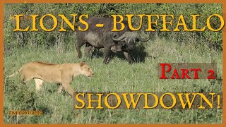 Watch the 'Black Rock Pride' Take On a Fury of Buffalos! - Part 2