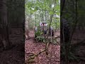 County 944 tractor in the Forest #forestrylife #forestry #forestrymachinery