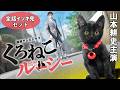 【📺イッキ見 無料配信中】『くろねこルーシー』全話セット！山本耕史主演、黒猫をメインキャストにした日本初の実写連続ドラマ！！