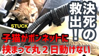 STUCK for 2 days!? Rescuing a stray cat from the engine compartment by プロ アニマルレスキュー隊 39,711 views 1 year ago 17 minutes