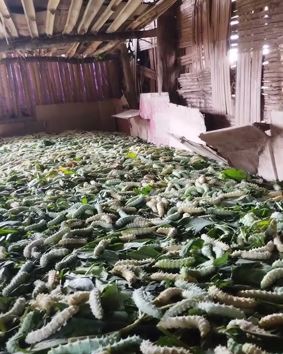 Met a Young businessman|Hardworking young boy| Rearing silkworm|Most inspiring video