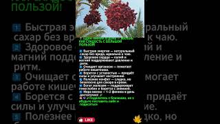🌴 **ОДИН ФИНИК В ДЕНЬ — СЕКРЕТ ЭНЕРГИИ И ЗДОРОВЬЯ!**