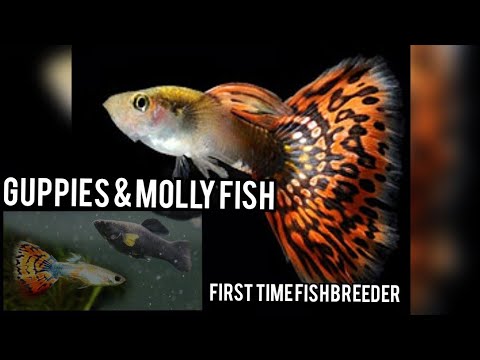 15 to 20 gallon tank