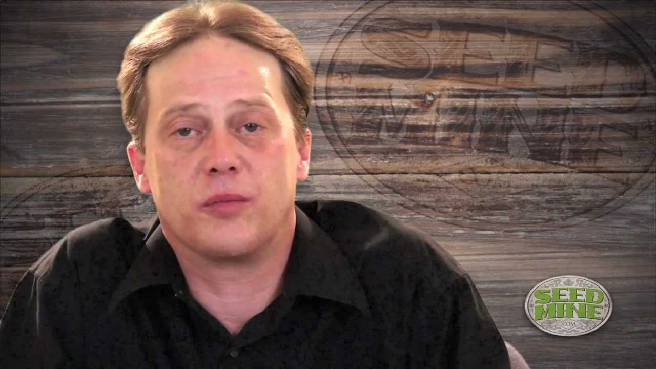 Trainwreck Marijuana Cannabis Seeds