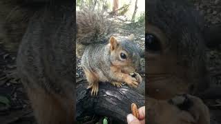 Clean Muddy  Squirrel : Time For Lunch & Bonding 040624