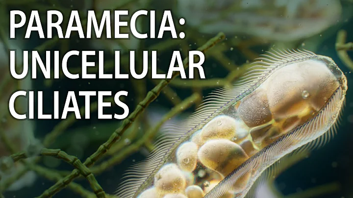 Paramecia: unicellular ciliates | microbes animation