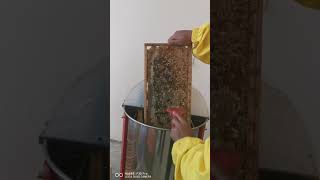 فرز عسل الكالبتوس