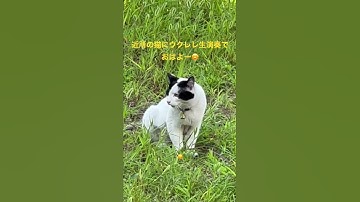 Thumbnail of Morning greeting to the neighborhood cats with a live ukulele performance.