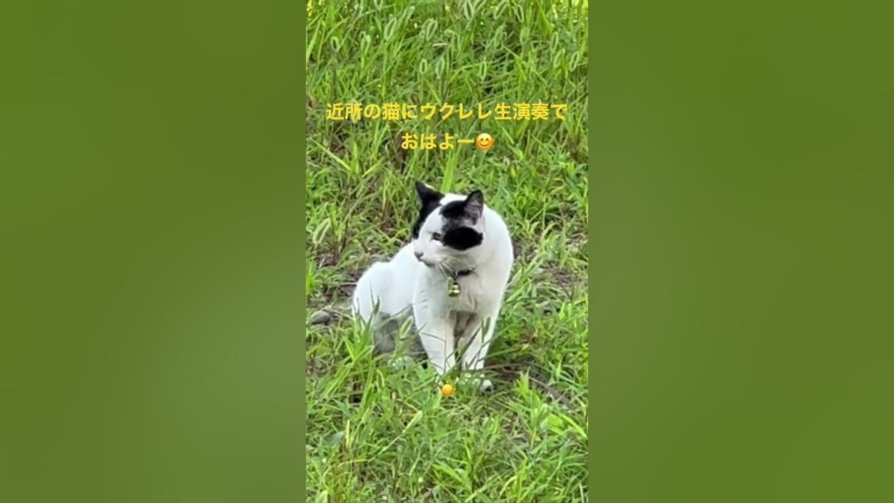 Morning greeting to the neighborhood cats with a live ukulele performance. Morning greeting to the neighborhood cats with a live ukulele performance.