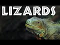 All about lizards for kids  facts about lizards for children freeschool