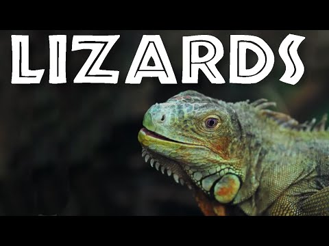 Video: The biggest lizard in the world. Interesting facts about lizards