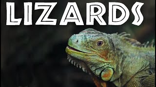All About Lizards for Kids  Facts About Lizards for Children: FreeSchool
