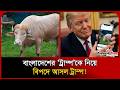 বাংলাদেশের ‘ট্রাম্প’কে নিয়ে বিপদে আসল ট্রাম্প! । Donald Trump Buffalo । Viral Video । Probash Time