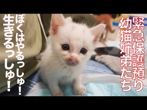 緊急保護預かり幼猫4匹(+3匹)、激闘トイレレスリング