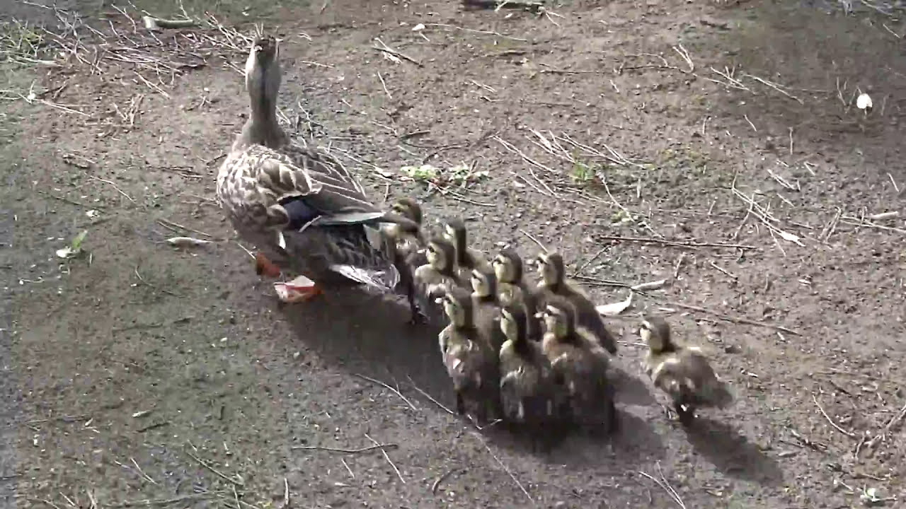 カルガモの行進。Ducks attack Wall.Mama Duck and Her Babies.多摩中央公園2016年5月8日 - YouTube