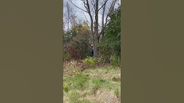 Ported Echo 590 cutting some White Ash