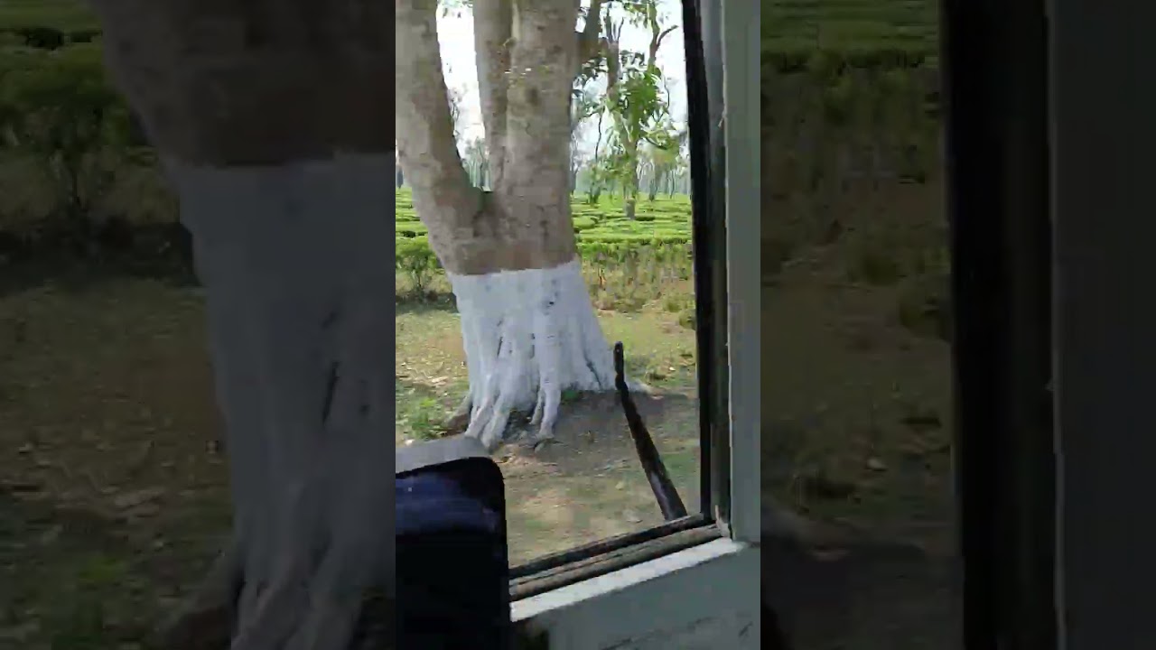 Tea Garden Assam Northeast India 