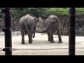 上野動物園　ゾウ