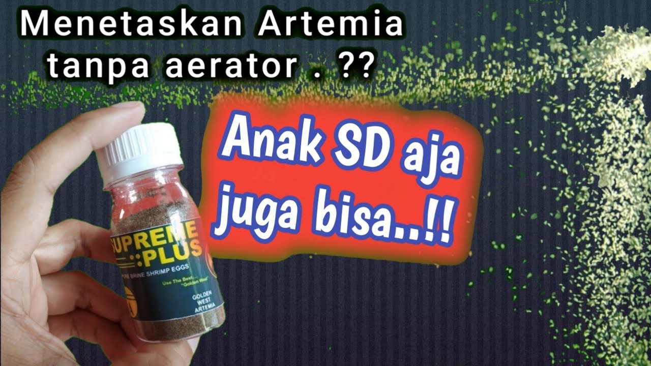 cara menetaskan telur artemia tanpa aerator untuk pakan burayak ikan cupang dan ikan glofish