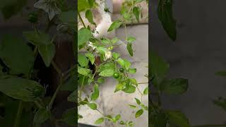 Capsicum eshbaughii Wild Pepper Pod review part 1