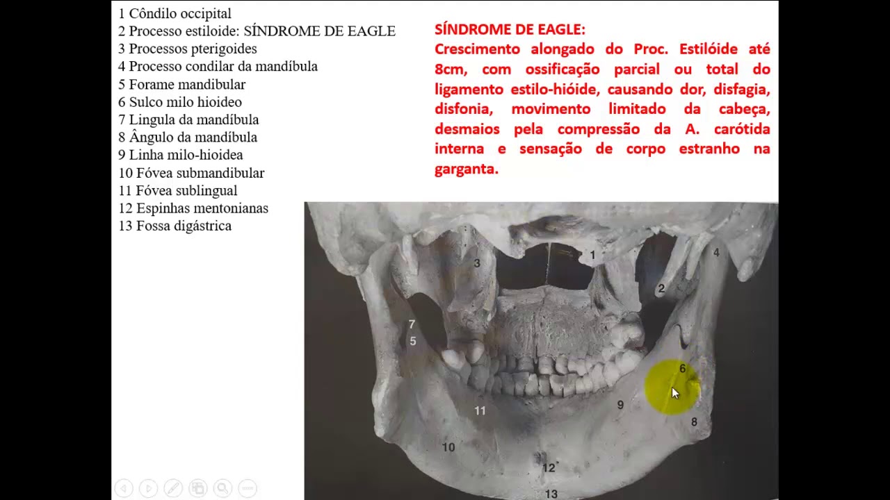 Crescimento da cabeça (crânio) maxila e mandíbula e sua relação