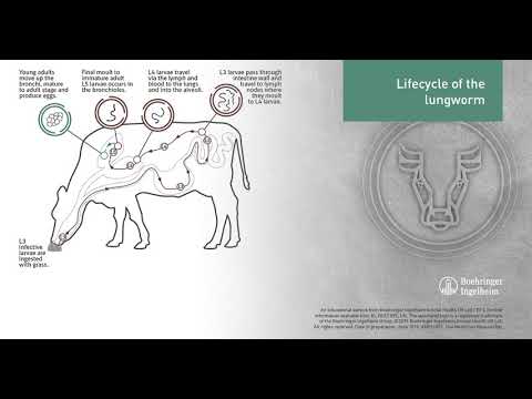 Animated LIFECYCLE of the Lungworm