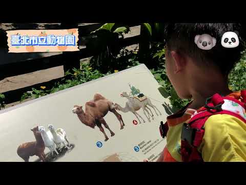 【台北親子景點推薦】臺北市立動物園，陪兒子去校外教學。無尾熊和熊貓好可愛啊！台北景點。台北半日遊