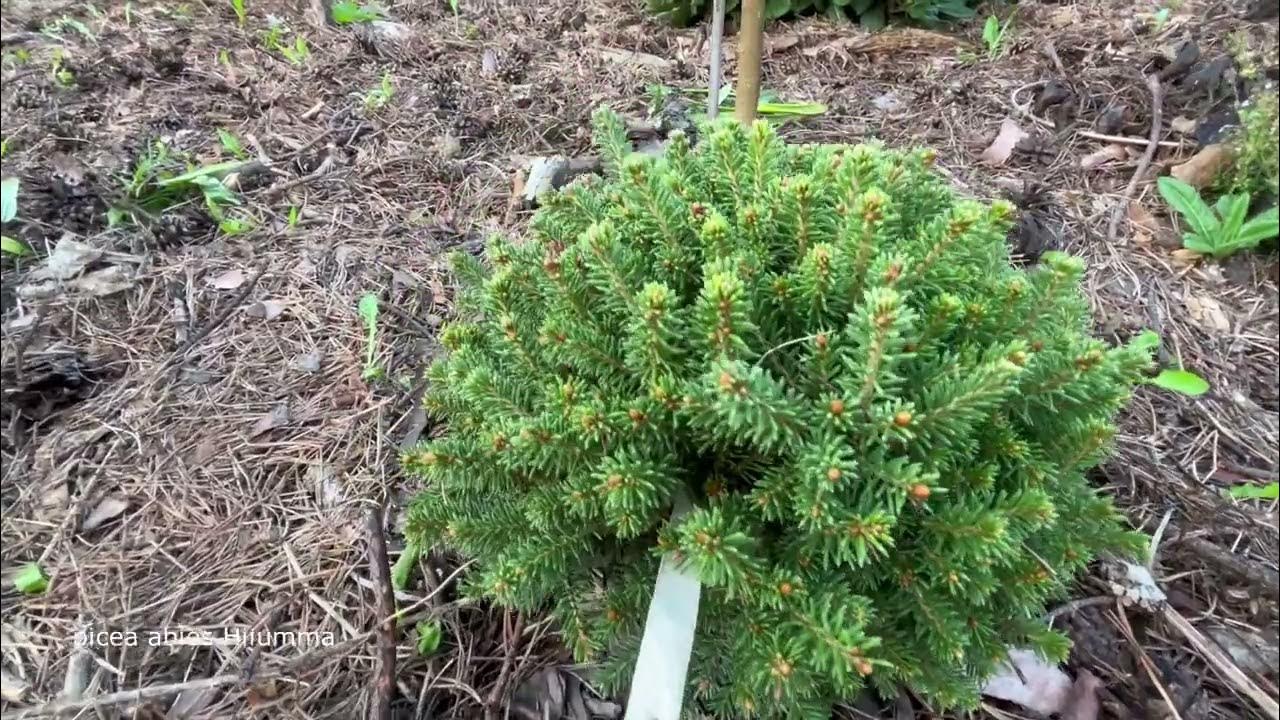 Хвойный часть. Pinus banksiana 'Schoodic'.