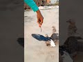 Pigeon training shorts  by sultan pigeon jainul khan