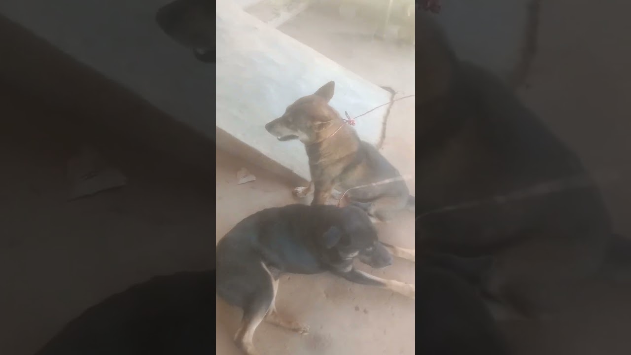 Muag aub caum npua teb kauv sai tsaug sẽ ai kết chó săn lh0344474945