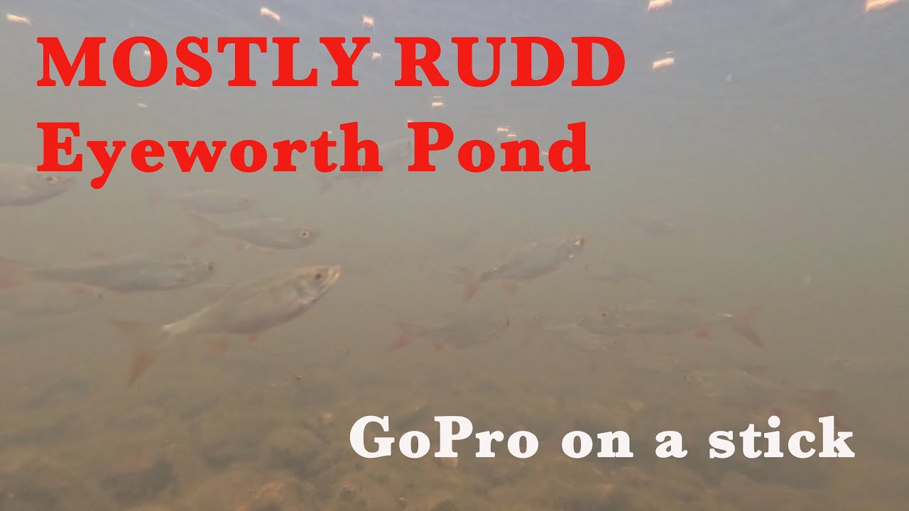 Forest Rudd Mostly Rudd, Eyeworth Pond, New Forest - GoPro on a stick - YouTube